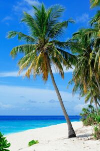 Stunning tropical beach with palm trees on Fuvahmulah Island, Maldives, showcasing white sands and blue ocean.